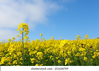 Field Mustard / Rape Blossoms