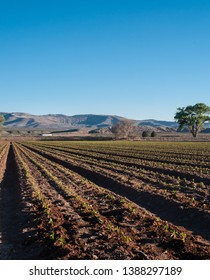 Field Of Newly Sprouted Hatch, NM Chile Plants