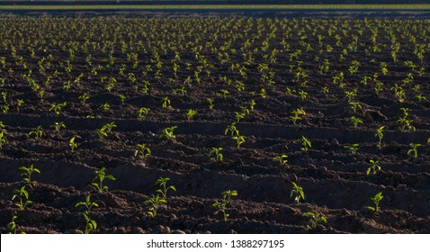 Field Of Newly Sprouted Hatch, NM Chile Plants