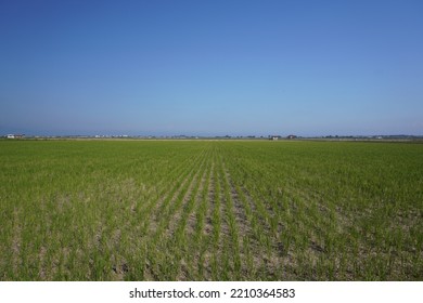 A Field With No End In Sight