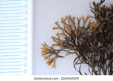 Field observations. The study of algae. Brown algae (Fucus vesiculosus) sample during parameter measurement. Baltic Sea, Gulf of Finland. Gogland Island - Powered by Shutterstock