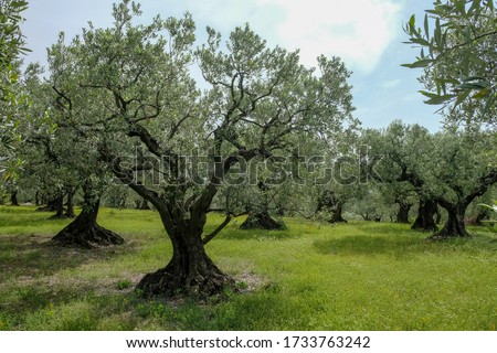Field with old olive trees, big and ancient trunks of the olive trees, green grass and blue sky near Carom in Provence.