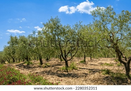 Field of olive trees aligned in the heard of Tuscany countryside in the spring season - Gambassi Terme, central Italy