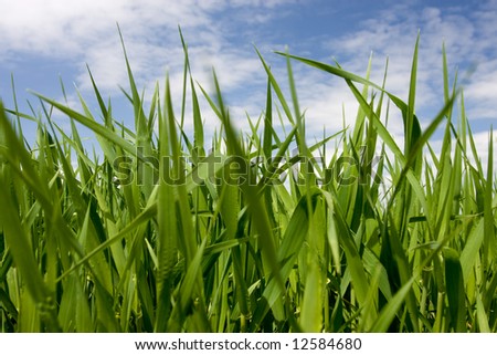 Similar – Foto Bild Grün unter Blau Wiese grün