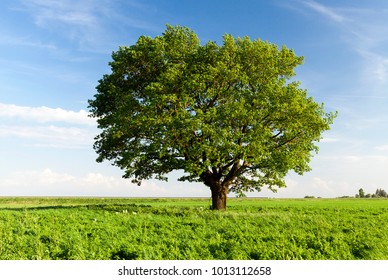 a field on which grows one beautiful tall oak tree, a summer landscape in sunny warm weather