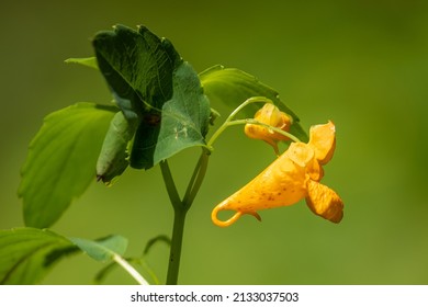 A Field Of Orange Jewelweed Flowers