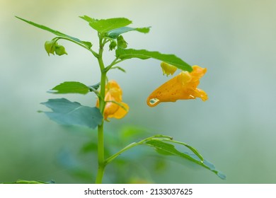 A Field Of Orange Jewelweed Flowers