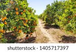 A field of oranges ,