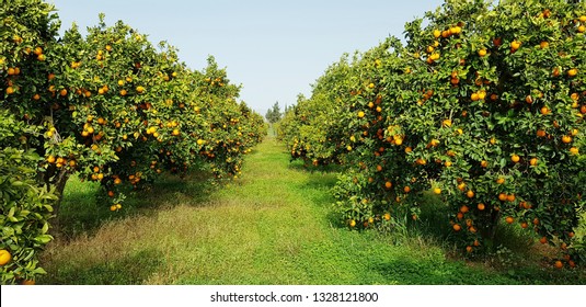 A field of oranges
