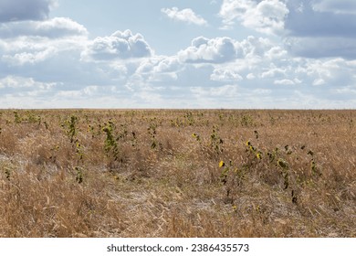 Field overgrown with self-seeded sunflowers during the blooming among the dry high grass against the sky, view in sunny autumn day  backlit