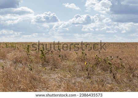 Field overgrown with self-seeded sunflowers during the blooming among the dry high grass against the sky, view in sunny autumn day  backlit
