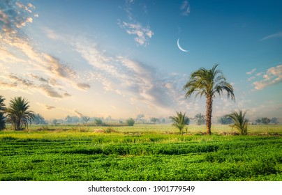 Field and palm trees near the Nile river in Egypt