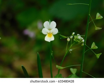 Field Pansy