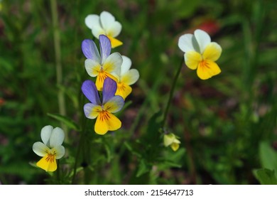 Field Pansy (Viola arvensis) flower blossoms closeup. Beautiful wild flowering plant used in alternative herbal medicine. Outdoor nature photography.