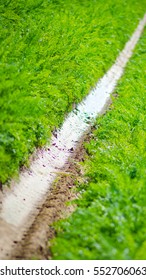 Field path
