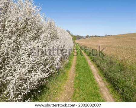 Similar – Image, Stock Photo Spring: a sloe hedge full of flowers.