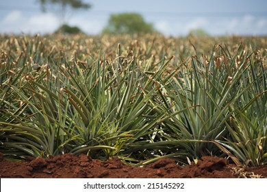 Field Of Pineapple Plantation In Hawaii