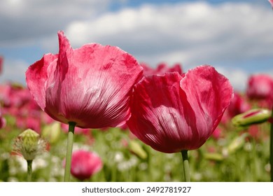 field with pink blooming poppy flowers and blue sky - Powered by Shutterstock