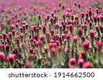 Field of pink crimson clover. Agriculture nitrogen-fixing cover crop.