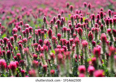 Field of pink crimson clover. Agriculture nitrogen-fixing cover crop.
