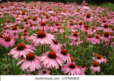 Field Of Pink Echinacea Coneflowers In Summer Garden 