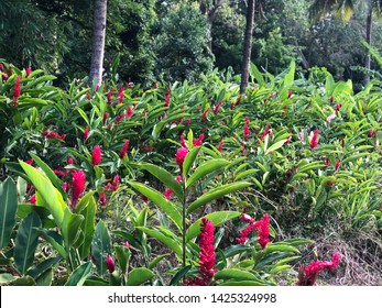 Field Pink Ginger Lily Tropical Flowers Stock Photo Edit Now