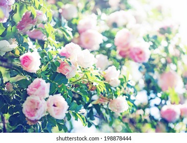 Field Of Pink Roses