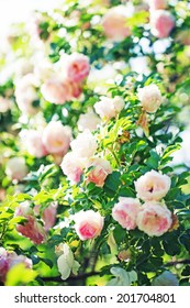 Field Of Pink Roses