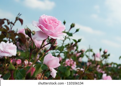 field of pink roses (Rosaceae)