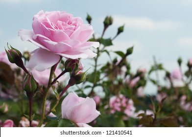 Field Of Pink Roses (Rosaceae) With Blue Sky