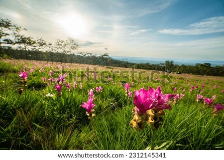 Field of pink Siam Tulip in sunrise sky morning in Saithong Nation Park of Thailand
