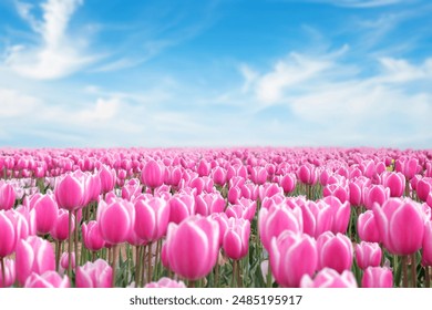 Field of pink tulips with blue sky during the daytime , Flower and agriculture concept - Powered by Shutterstock