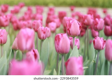 Field with pink tulips on a sunny day. Tulip buds with selective focus. Natural landscape with spring flowers. World Tulip Day