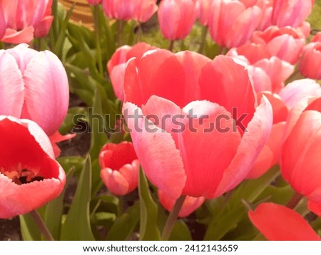 Field of Pink - Tulips From the Spring Tulip Festival - IG-FB-Pinterest “Tulip-A-Day” #jrkdenterprises