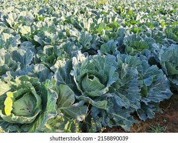 The field is planted has green cabbage trees planted in the soil   in organic farm, no chemicals. Scientific name Brassica oleracea var. Chinese cabbage leaves are porous due to being eaten by pests.
