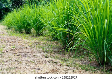 Field Planting Lemongrass Clump