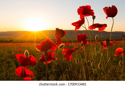 Field of poppies against the setting sun