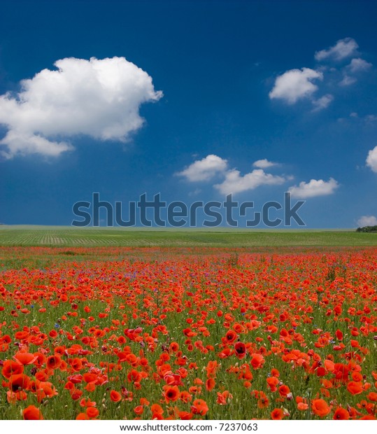 Field Poppies Beauty Blue Sky Stock Photo (Edit Now) 7237063