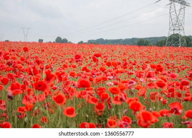 
Field Of Poppies In The Broad Perspective