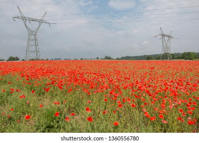 
Field Of Poppies In The Broad Perspective