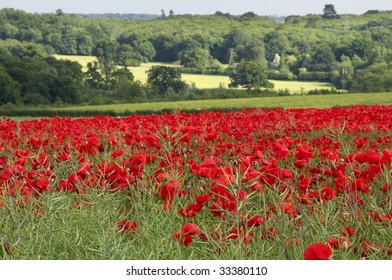 A Field Of Poppies In The Kent Countryside