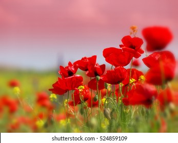 Field of poppies on a sunset     