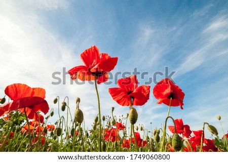 Similar – Image, Stock Photo red corn poppy flower in foreground, black dust vessels, macro