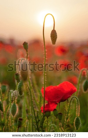 Field of poppies selective focus. Nature summer wild flowers. Vivid red flower poppies plant. Buds of wildflowers. Single poppy blossom background. Floral botanical mood Leaf and bush poppy flower Sky