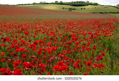 A Field Of Poppies ,South Downs,West Sussex