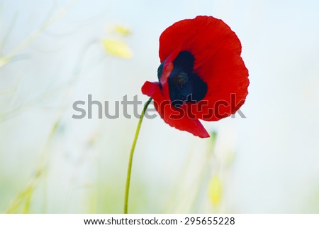 Similar – Image, Stock Photo poppy blossom Environment