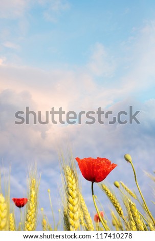 Rote Mohnblumen und Mohnknospen vor blauem Himmel