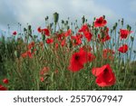 Field Poppy Flowers Memory red Poppy . Poppy field in full bloom against sunlight. Remembrance Day, Memorial Day, Anzac Day.