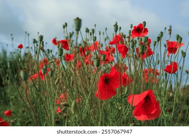 Field Poppy Flowers Memory red Poppy . Poppy field in full bloom against sunlight. Remembrance Day, Memorial Day, Anzac Day. - Powered by Shutterstock