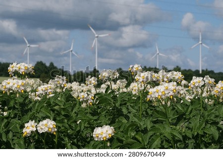 A field of potatoes in full bloom with wind turbines in background.